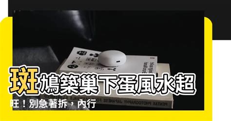 斑鳩築巢下蛋風水|網友家陽台野鳥築巢下蛋 內行人給建議：別摸別開窗